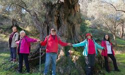 Asırlık Zeytin Ağaçları İçin Koruma Çağrısı