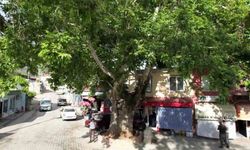 600 Yıllık Çınar Tut İlçesinin Simgesi