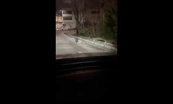 Bursa'da gece yarısı tilki, ağzında kediyle sokakta görüntülendi