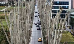 İstanbul'un tarihi çınarlarına budama, tartışma başlattı