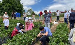 Yayla çileği aromasıyla öne çıkıyor