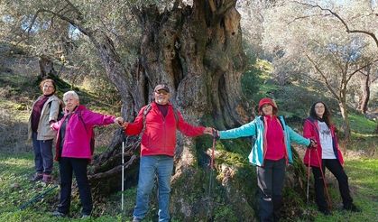 Asırlık Zeytin Ağaçları İçin Koruma Çağrısı