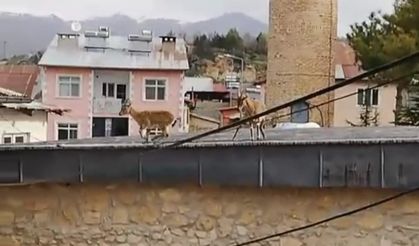 Dağ Keçileri Tarihi Caminin Çatısında Görüntülendi