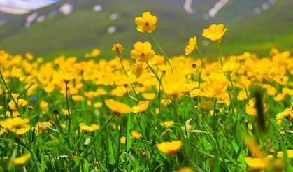 Bayburt’ta sarıçiçekler görenleri cezbediyor