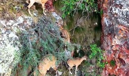 Torul Kalesi’nin kayalıklarında yaban keçileri görüntülendi