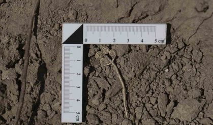 Troya’da 4 bin 500 yıllık altın broş gün ışığına çıkarıldı