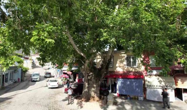 600 Yıllık Çınar Tut İlçesinin Simgesi