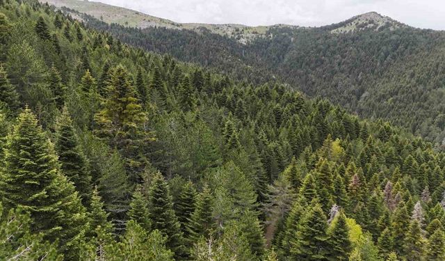 Tarihe Yön Veren Ağaç: Kazdağı Göknarı