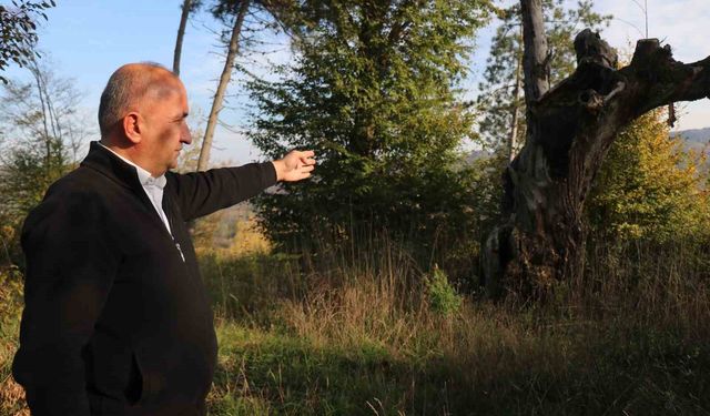 Mezarlıktan geriye çürümüş ağaç kaldı