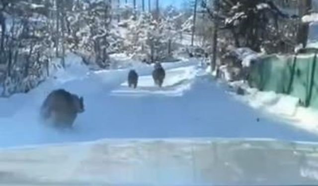 Ayı ve yavruları güpegündüz köy yolunda görüntülendi