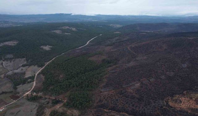 Bursa'da tarihin en büyük orman yangınında yaralar böyle sarıldı