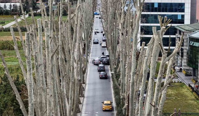İstanbul'un tarihi çınarlarına budama, tartışma başlattı