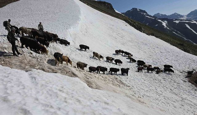 Kaçkarlar'da nefes kesen mücadele: 'Tarihi Öküz Göçü' tamamlandı