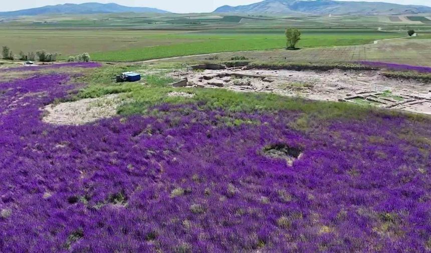 Kazı Alanına Giden Arkeologlara Mor Çiçek Sürprizi