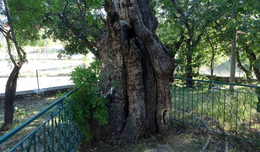 800 yıllık "Menengiç ağacı" Zamana Direniyor