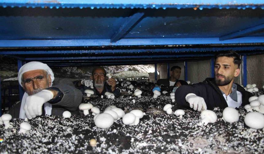 2 Bin Yıllık Mağarada Mantar Yetişiyor