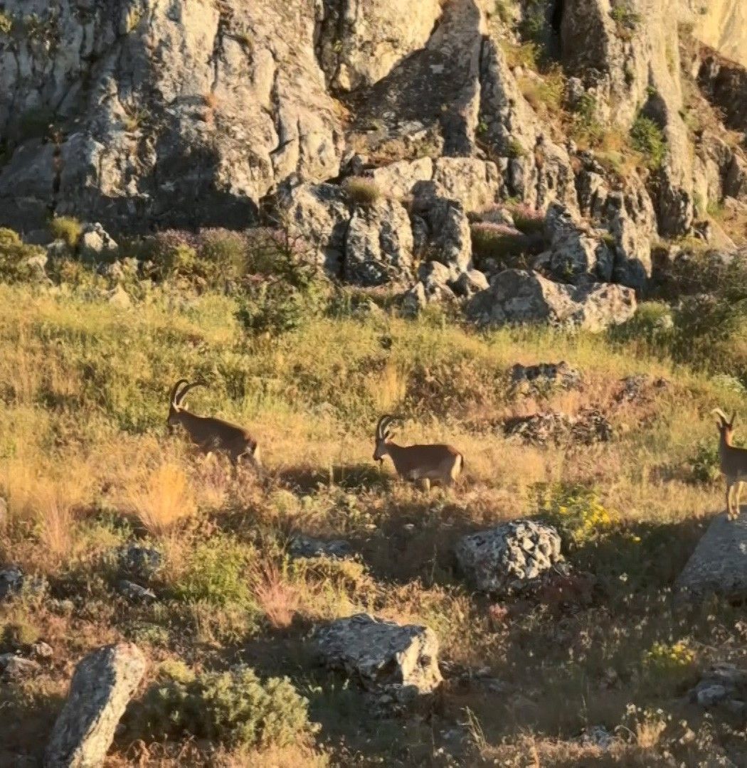 Tarihi Harput'ta dağ keçileri görüldü