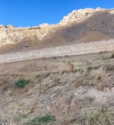 Palu'daki tarihi kalede dağ keçileri görüldü